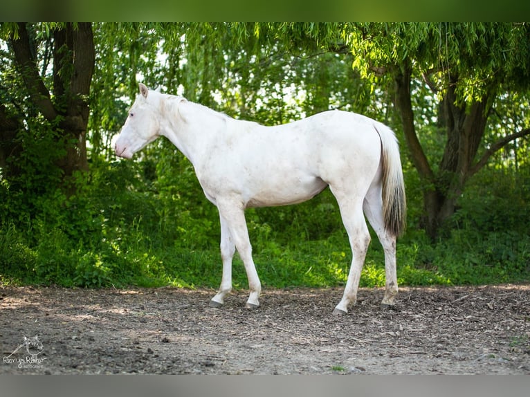 Paint Horse Merrie 1 Jaar 152 cm Gevlekt-paard in Danstedt