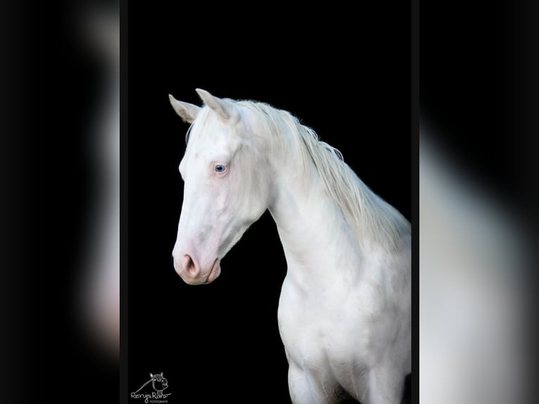 Paint Horse Merrie 1 Jaar 152 cm Gevlekt-paard in Danstedt