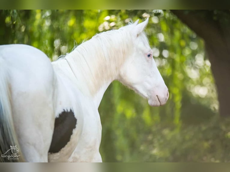 Paint Horse Merrie 1 Jaar 152 cm Gevlekt-paard in Danstedt