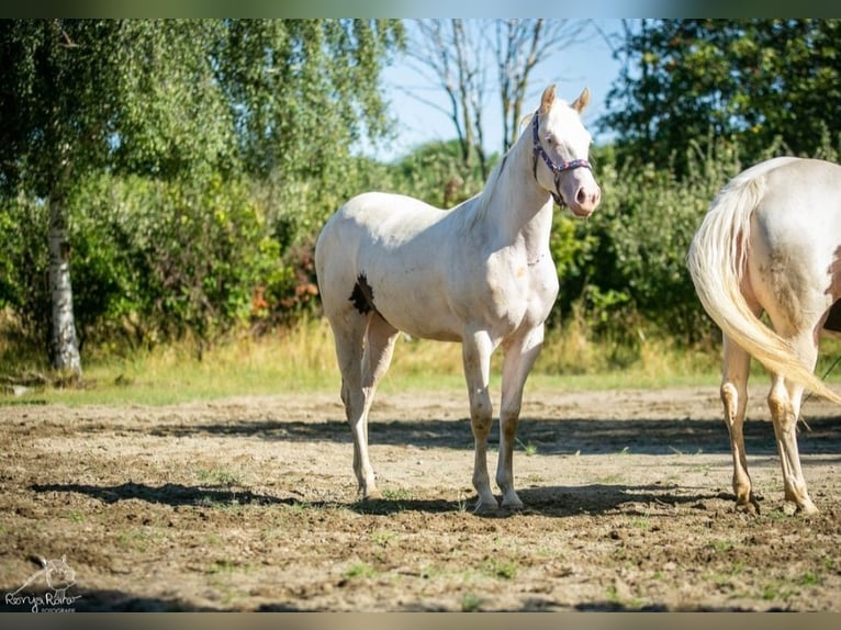 Paint Horse Merrie 1 Jaar 152 cm Gevlekt-paard in Danstedt