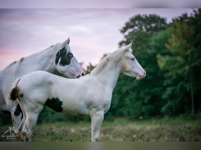 Paint Horse Merrie 1 Jaar 152 cm Gevlekt-paard in Danstedt