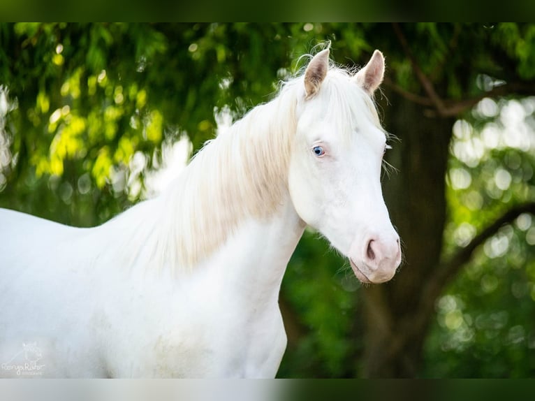 Paint Horse Merrie 1 Jaar 152 cm Gevlekt-paard in Danstedt