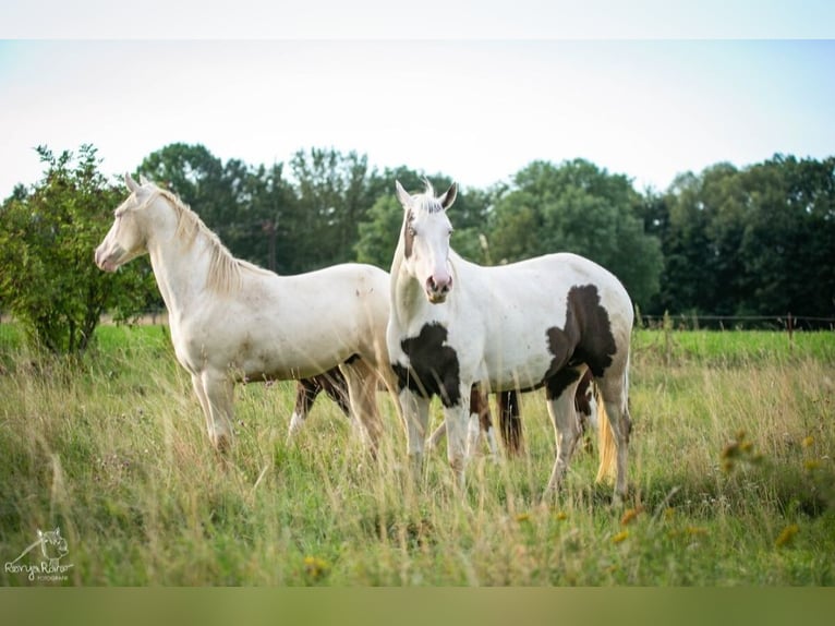 Paint Horse Merrie 1 Jaar 152 cm Gevlekt-paard in Danstedt