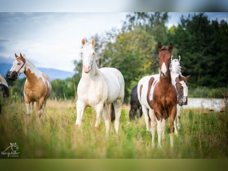 Paint Horse Merrie 1 Jaar 152 cm Gevlekt-paard in Danstedt