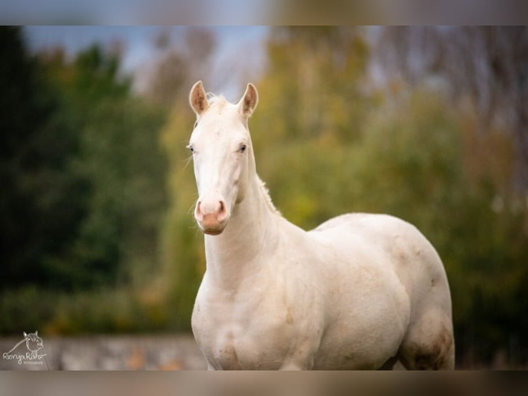 Paint Horse Merrie 1 Jaar 152 cm Gevlekt-paard in Danstedt