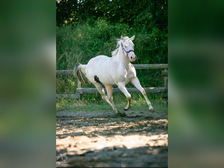 Paint Horse Merrie 1 Jaar 152 cm Gevlekt-paard in Danstedt