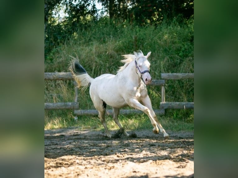 Paint Horse Merrie 1 Jaar 152 cm Gevlekt-paard in Danstedt