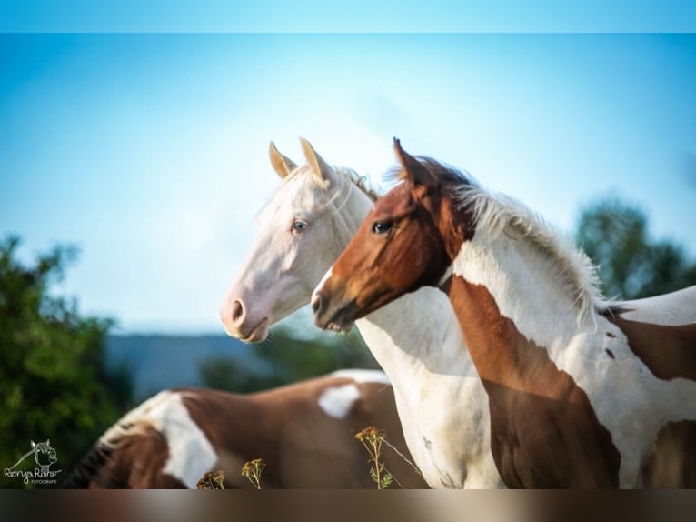 Paint Horse Merrie 1 Jaar 152 cm Gevlekt-paard in Danstedt