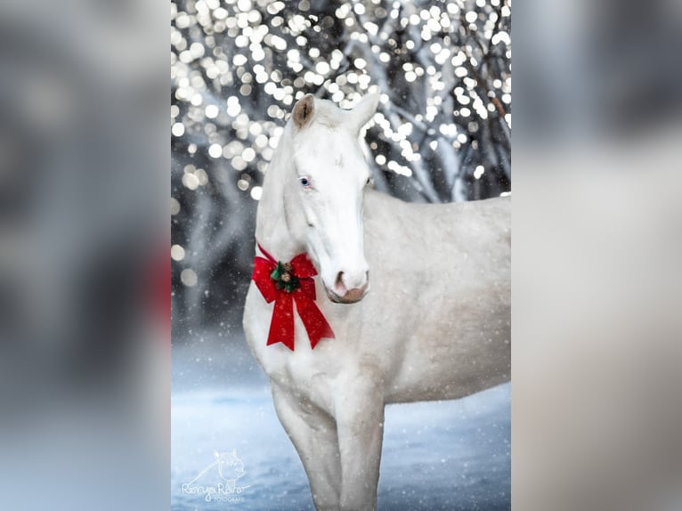 Paint Horse Merrie 1 Jaar 152 cm Gevlekt-paard in Danstedt