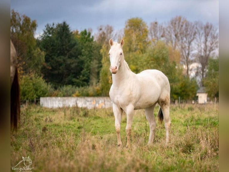 Paint Horse Merrie 1 Jaar 152 cm Gevlekt-paard in Danstedt