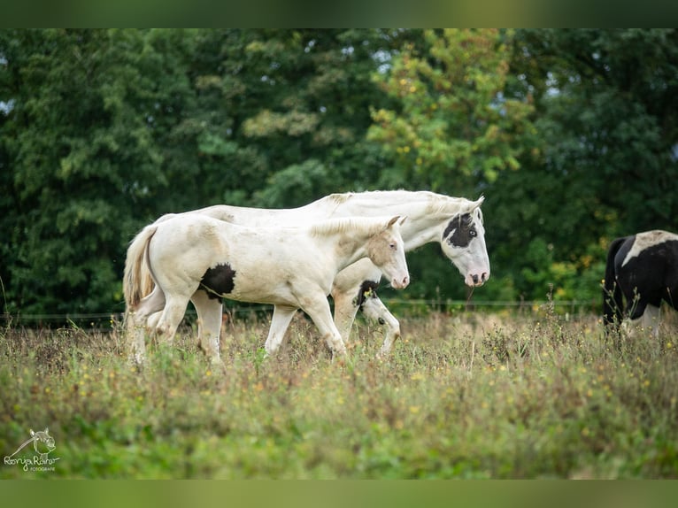 Paint Horse Merrie 1 Jaar 152 cm Gevlekt-paard in Danstedt