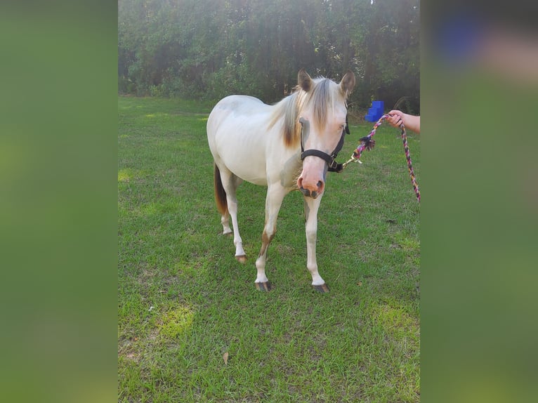 Paint Horse Merrie 1 Jaar 152 cm Overo-alle-kleuren in Bowman