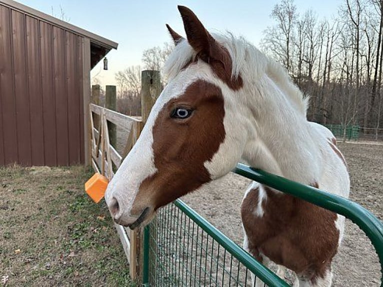 Paint Horse Merrie 1 Jaar 152 cm Roodvos in Rhelonie