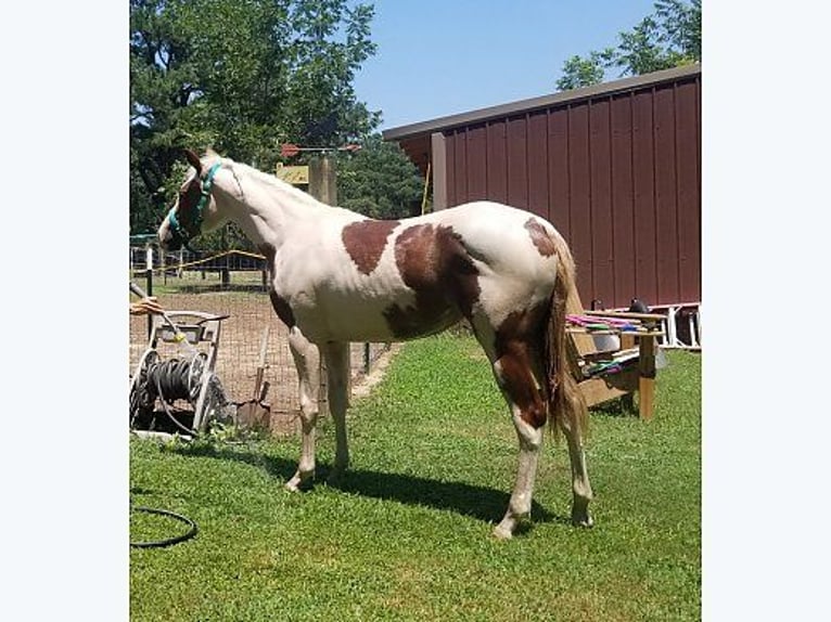 Paint Horse Merrie 1 Jaar 152 cm Roodvos in Rhelonie