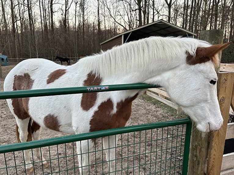 Paint Horse Merrie 1 Jaar 152 cm Roodvos in Rhelonie