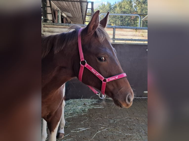 Paint Horse Merrie 1 Jaar 152 cm Tobiano-alle-kleuren in Kruchten