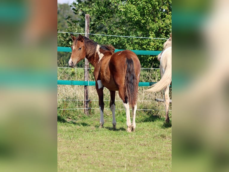 Paint Horse Merrie 1 Jaar 152 cm Tobiano-alle-kleuren in Hellenthal