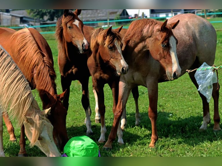 Paint Horse Merrie 1 Jaar 152 cm Tobiano-alle-kleuren in Hellenthal