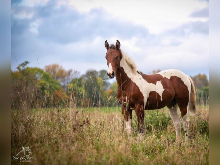 Paint Horse Merrie 1 Jaar 152 cm Tobiano-alle-kleuren in Danstedt