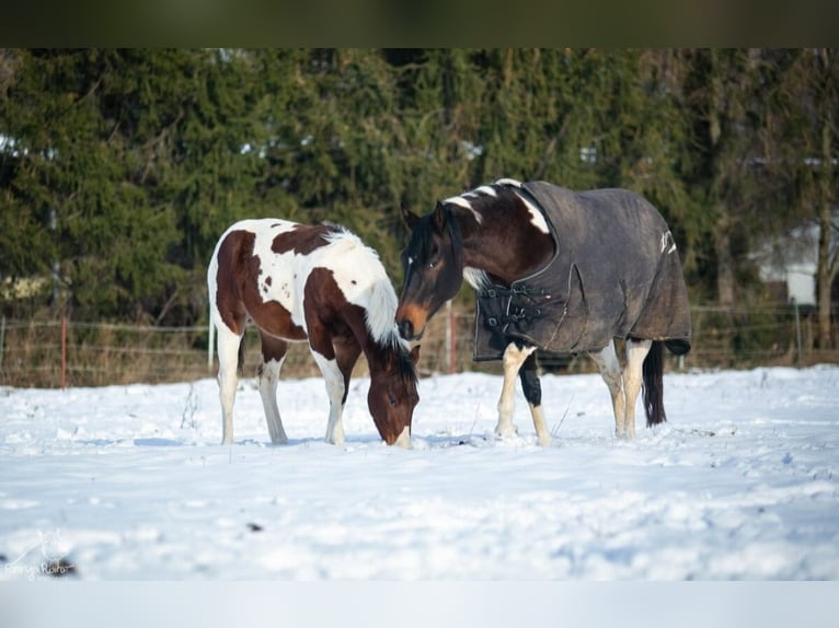 Paint Horse Merrie 1 Jaar 152 cm Tobiano-alle-kleuren in Danstedt