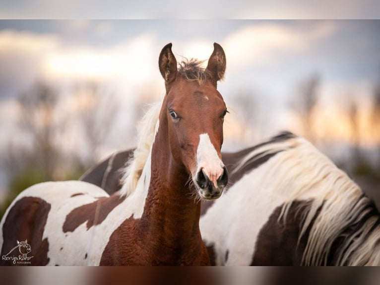 Paint Horse Merrie 1 Jaar 152 cm Tobiano-alle-kleuren in Danstedt