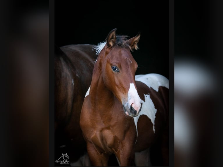 Paint Horse Merrie 1 Jaar 152 cm Tobiano-alle-kleuren in Danstedt