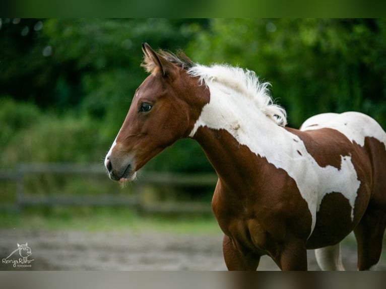 Paint Horse Merrie 1 Jaar 152 cm Tobiano-alle-kleuren in Danstedt