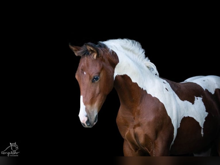 Paint Horse Merrie 1 Jaar 152 cm Tobiano-alle-kleuren in Danstedt