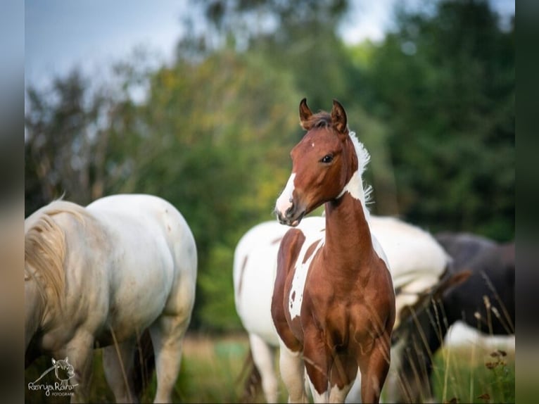 Paint Horse Merrie 1 Jaar 152 cm Tobiano-alle-kleuren in Danstedt