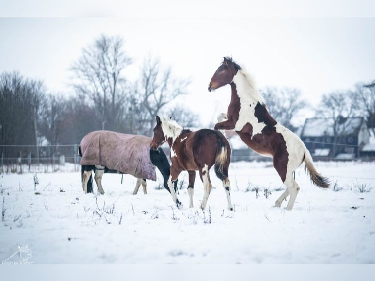 Paint Horse Merrie 1 Jaar 152 cm Tobiano-alle-kleuren in Danstedt