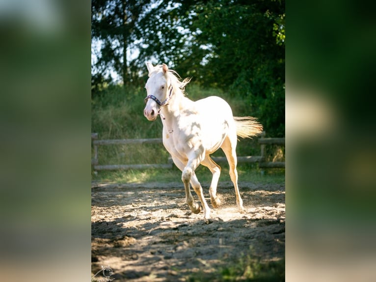 Paint Horse Merrie 1 Jaar 152 cm in Danstedt