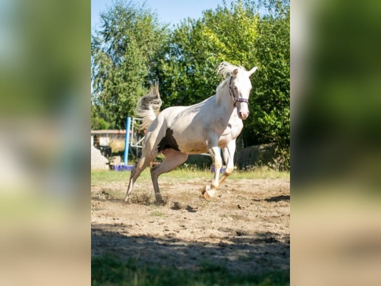 Paint Horse Merrie 1 Jaar 152 cm in Danstedt