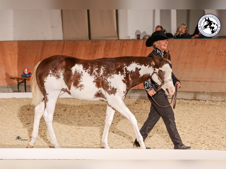 Paint Horse Merrie 1 Jaar 153 cm Overo-alle-kleuren in EgmatingEgmating