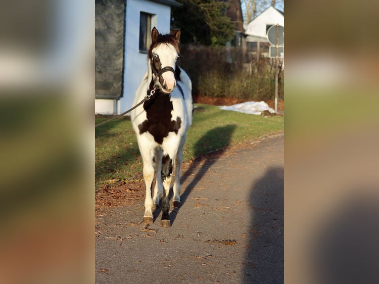 Paint Horse Merrie 1 Jaar 153 cm Overo-alle-kleuren in Hellenthal