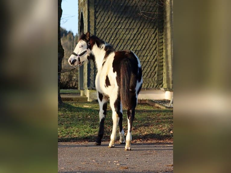 Paint Horse Merrie 1 Jaar 153 cm Overo-alle-kleuren in Hellenthal