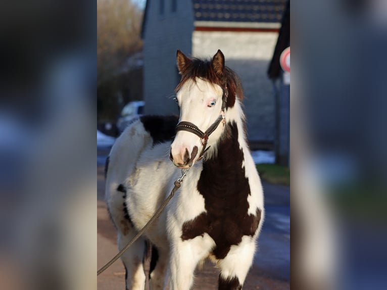 Paint Horse Merrie 1 Jaar 153 cm Overo-alle-kleuren in Hellenthal