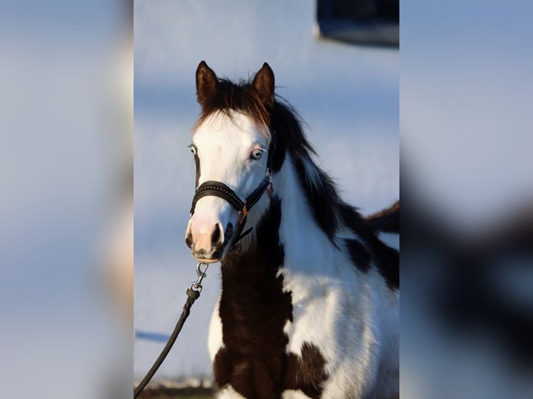 Paint Horse Merrie 1 Jaar 153 cm Overo-alle-kleuren in Hellenthal