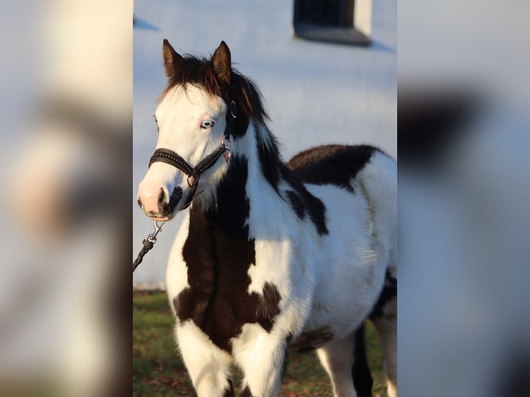 Paint Horse Merrie 1 Jaar 153 cm Overo-alle-kleuren in Hellenthal