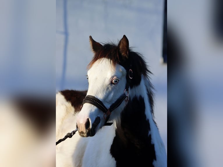 Paint Horse Merrie 1 Jaar 153 cm Overo-alle-kleuren in Hellenthal