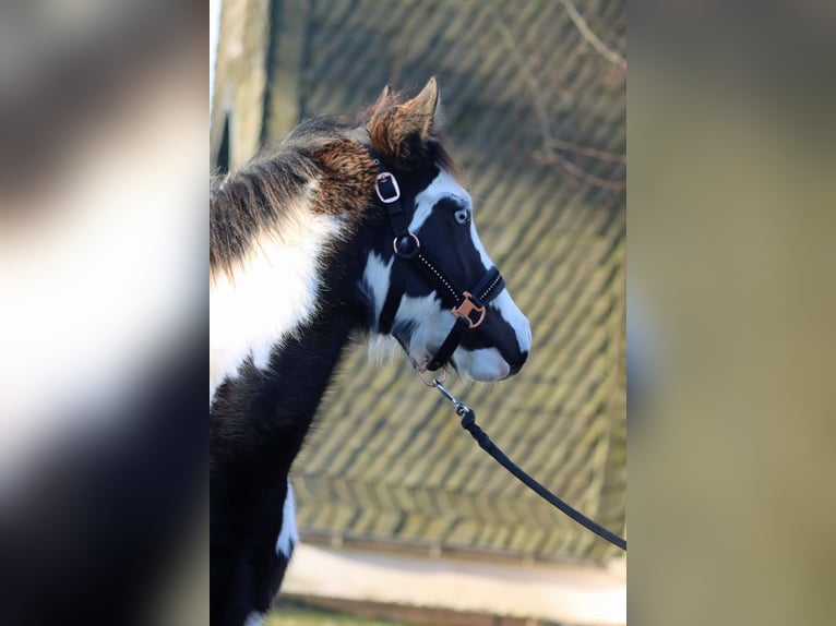 Paint Horse Merrie 1 Jaar 153 cm Overo-alle-kleuren in Hellenthal