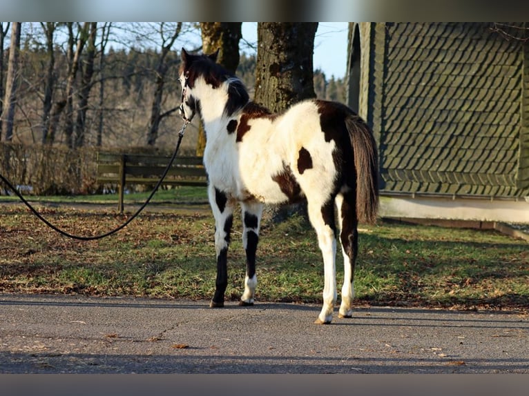 Paint Horse Merrie 1 Jaar 153 cm Overo-alle-kleuren in Hellenthal