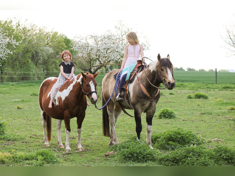 Paint Horse Merrie 1 Jaar 154 cm Bruin in Gerbitz