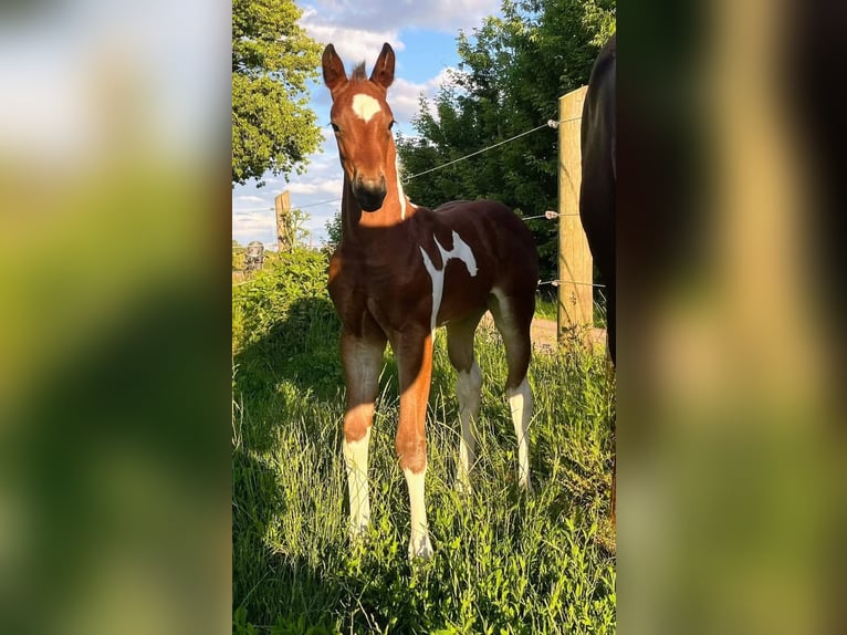 Paint Horse Merrie 1 Jaar 154 cm Gevlekt-paard in Könnern