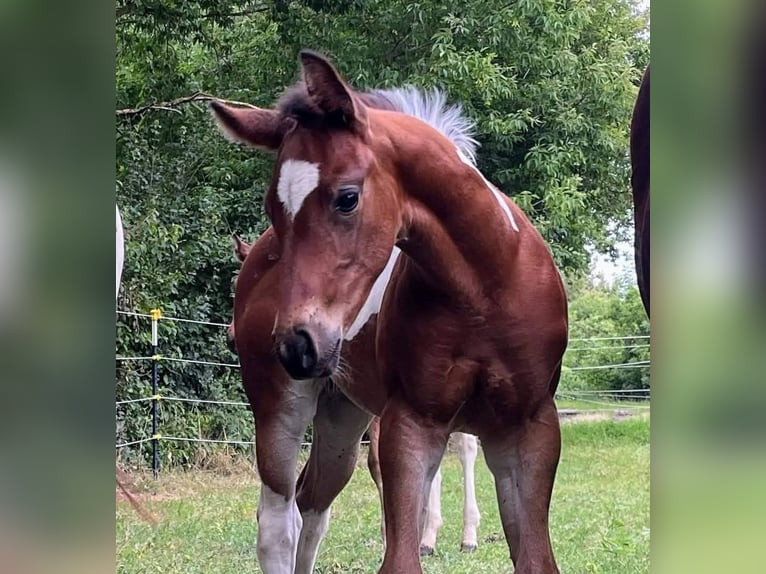 Paint Horse Merrie 1 Jaar 154 cm Gevlekt-paard in Könnern