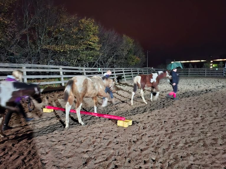 Paint Horse Merrie 1 Jaar 154 cm Gevlekt-paard in Könnern