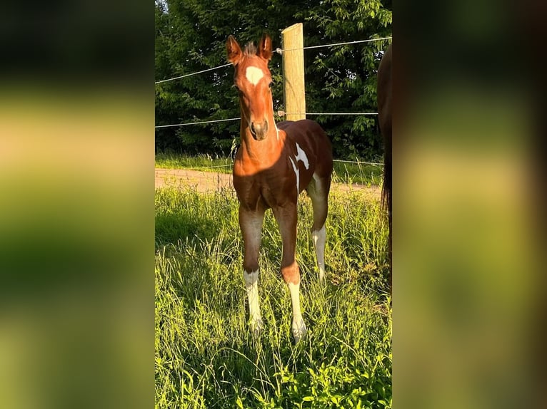 Paint Horse Merrie 1 Jaar 154 cm Gevlekt-paard in Könnern