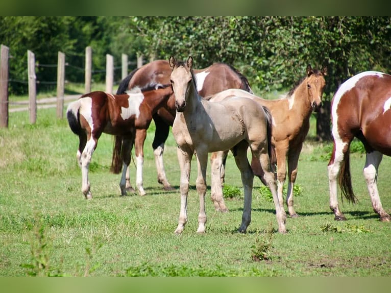 Paint Horse Merrie 1 Jaar 154 cm Gevlekt-paard in Könnern