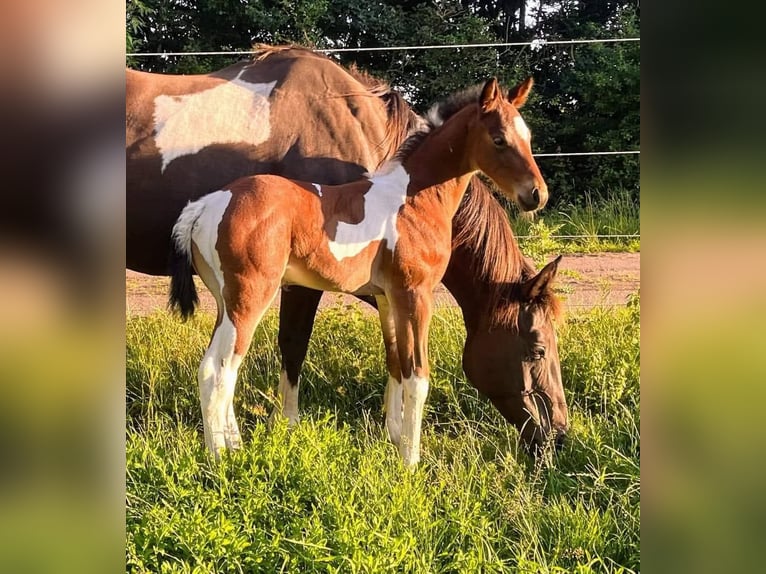 Paint Horse Merrie 1 Jaar 154 cm Gevlekt-paard in Könnern