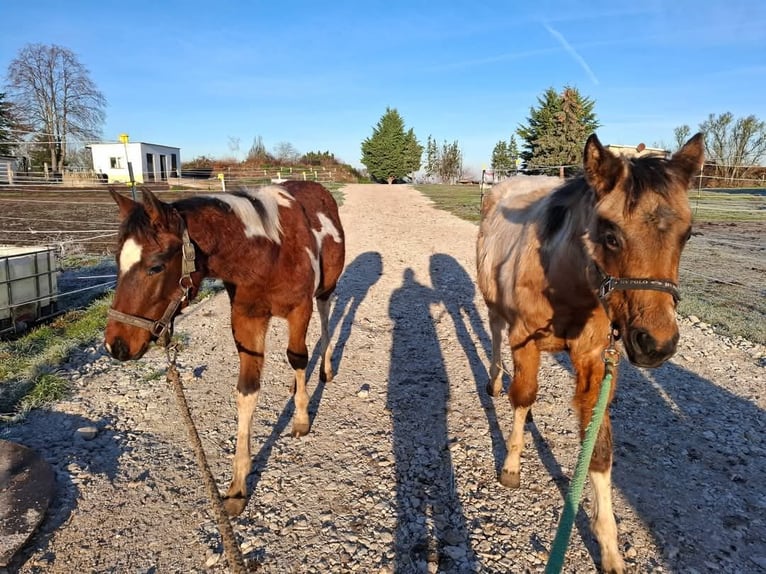 Paint Horse Merrie 1 Jaar 154 cm Gevlekt-paard in Könnern