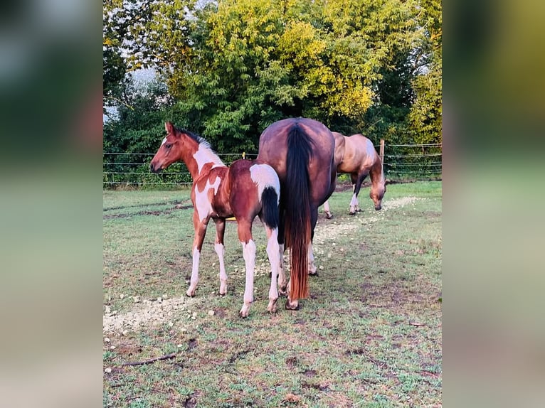 Paint Horse Merrie 1 Jaar 154 cm Gevlekt-paard in Könnern